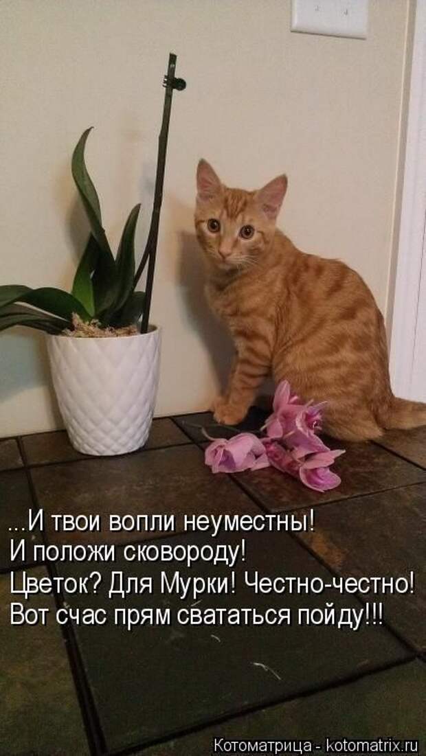 Лучшие котоматрицы недели (50 фото) Лучшие котоматрицы недели (50 фото)