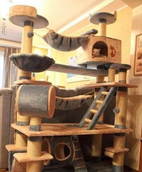А вы любите кошек?