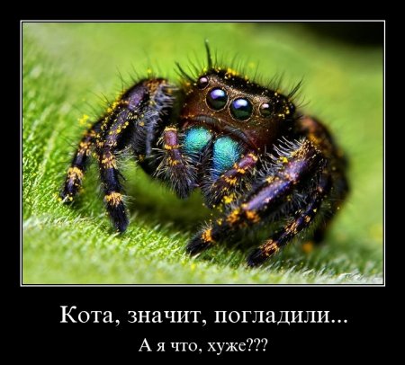 Демотиваторы,  разные но все прикольные.