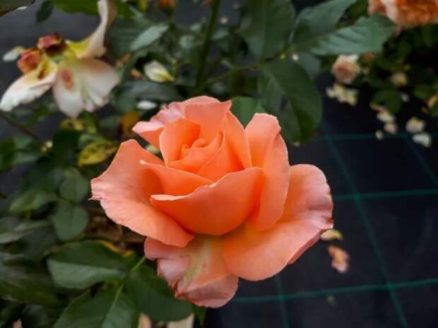 rose 'Belvedere'