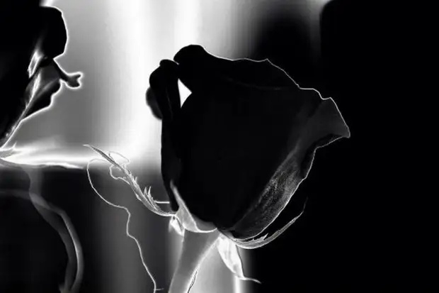 Интересный факт о черных цветах. Интересный факт о черных цветах.