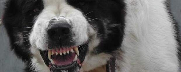 В ПРИМОРСКОМ КРАЕ РЕБЕНКА ДО СМЕРТИ ИСКУСАЛА СОБАКА