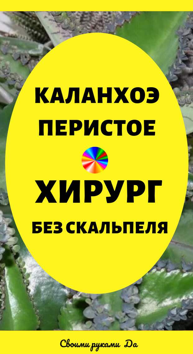 Каланхоэ перистое — хирург без скальпеля. Здоровье и лечение народными средствами