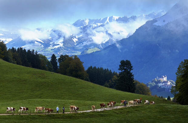 Альпийские пейзажи. Семья Murith возвращается со своими коровами домой