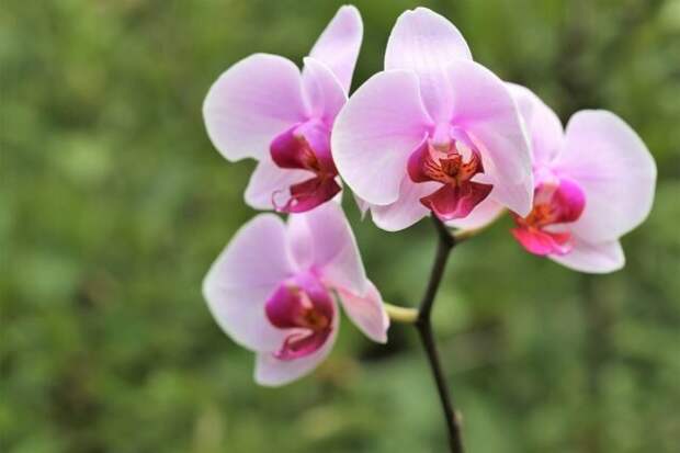Орхидея (Orchidaceae). © GoranH  📷 