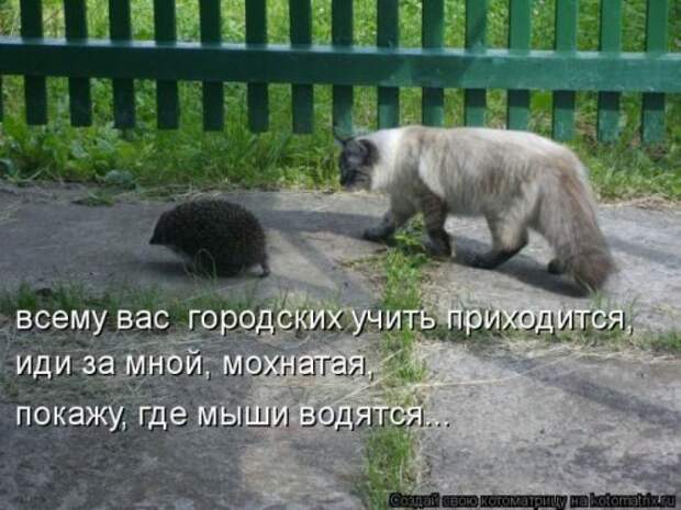 Лучшая котоматрица недели (26 шт)