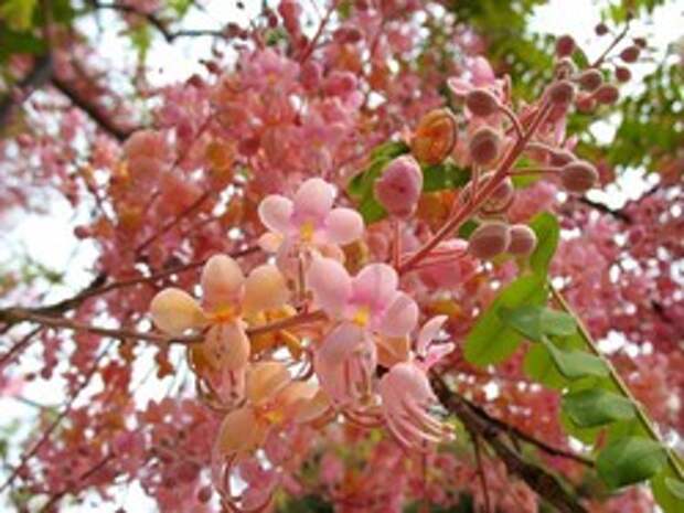Фото Cassia grandis - Кассия большая  - Розовые брызги