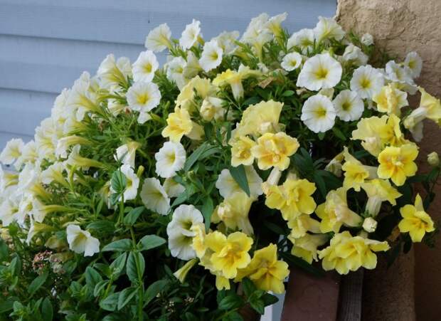 Жёлтая петуния Easy Wave Yellow и львиный зев Жёлтая петуния Easy Wave Yellow и львиный зев