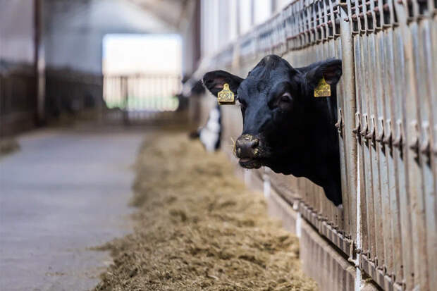 В Новосибирской области собственники животных, изъятых в рамках противоэпизоотических мероприятий, получили первые выплаты