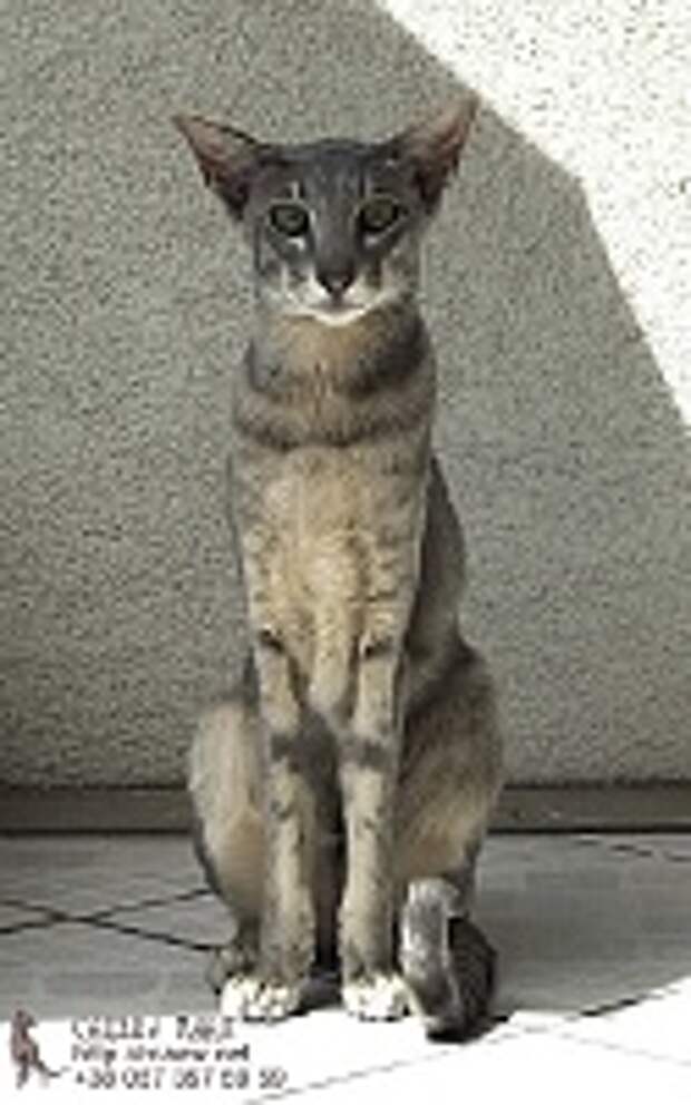 Кошки и Котята 178