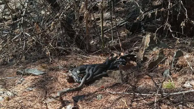На Урале местные жители обнаружили толпы гадюк, выползающих на поверхность