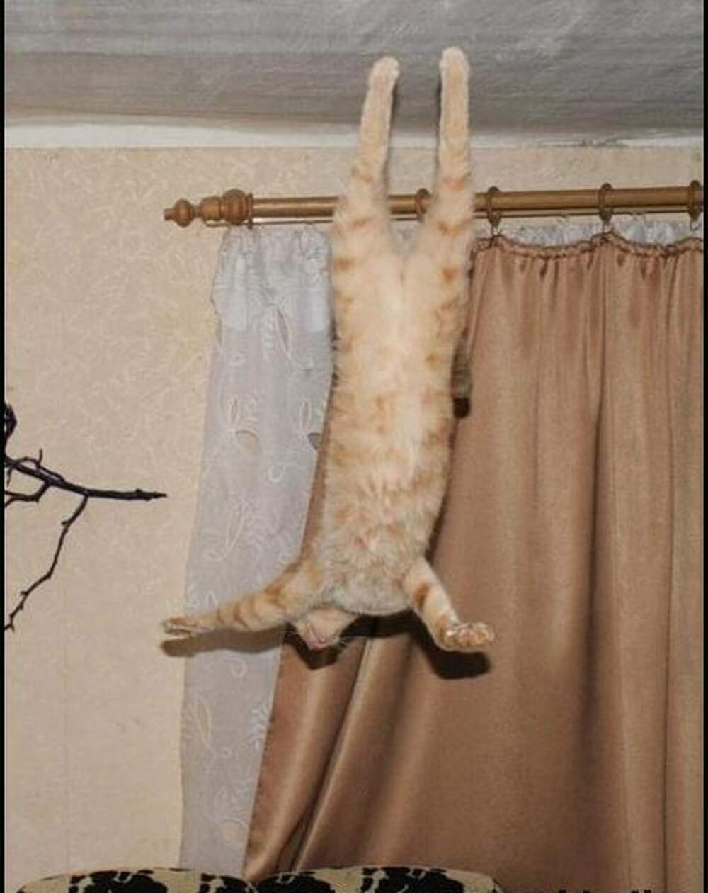Висеть или весеть. Кот на шторах. Кот висит на шторах. Коты на занавесках. Рыжий кот висит на шторе.
