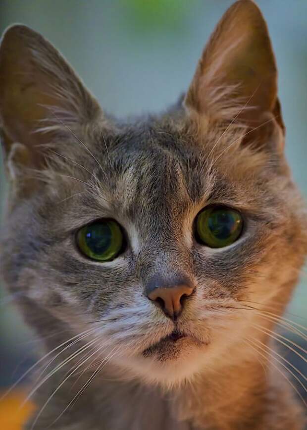 Самые очаровательные печальные коты, грустные коты, жалостные коты