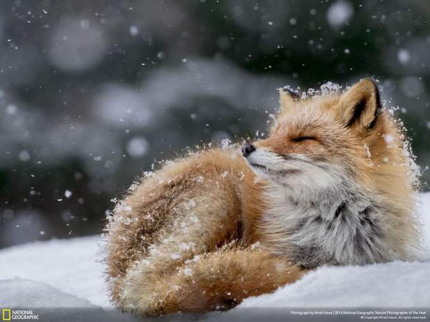 Лисица под снегом. 