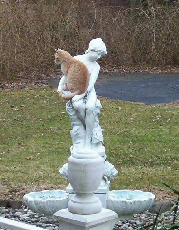 20 мест, в которых не должно было быть кота, но вот он (20 фото)