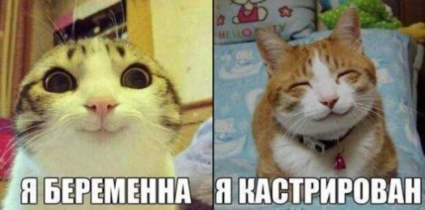 Свежие прикольные картинки (56 шт)