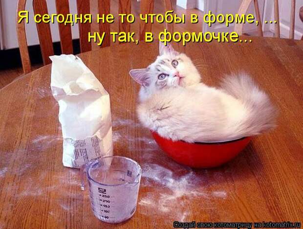 Котоматрица: Я сегодня не то чтобы в форме, ... ну так, в формочке...