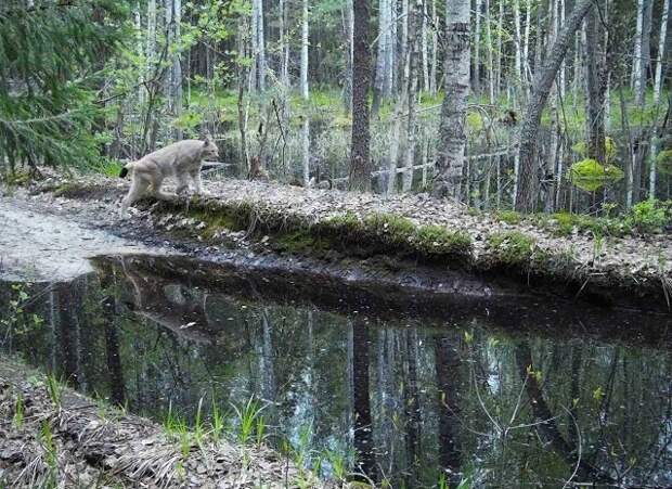 Фотоловушка зафиксировала весеннюю прогулку рыси в Керженском заповеднике