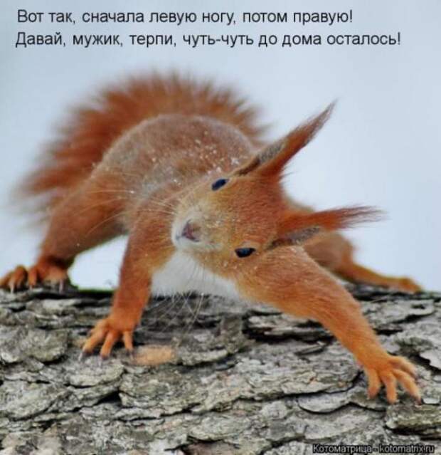 Котоматрицы (картинки с надписями)