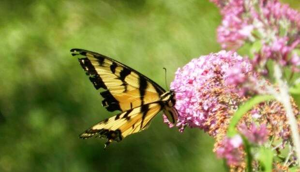 Будете ли вы перевоплощаться в красивую бабочку вместо слизняка?