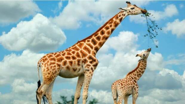 факты о жирафах