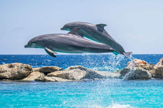 Основные заблуждения о дельфинах