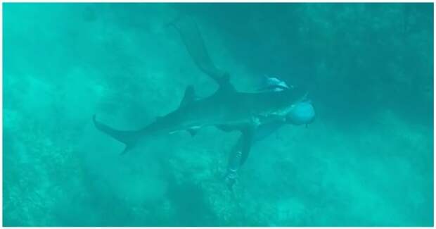 Акула вцепилась в голову дайвера на Багамах акула, багамские острова, багамы, видео, дайвер, животные, нападение