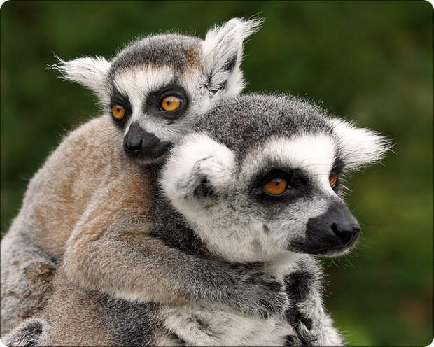 Кошачий или кольцехвостый лемур (лат. Lemur catta)