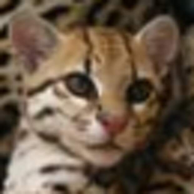 Как вязать спицами косы