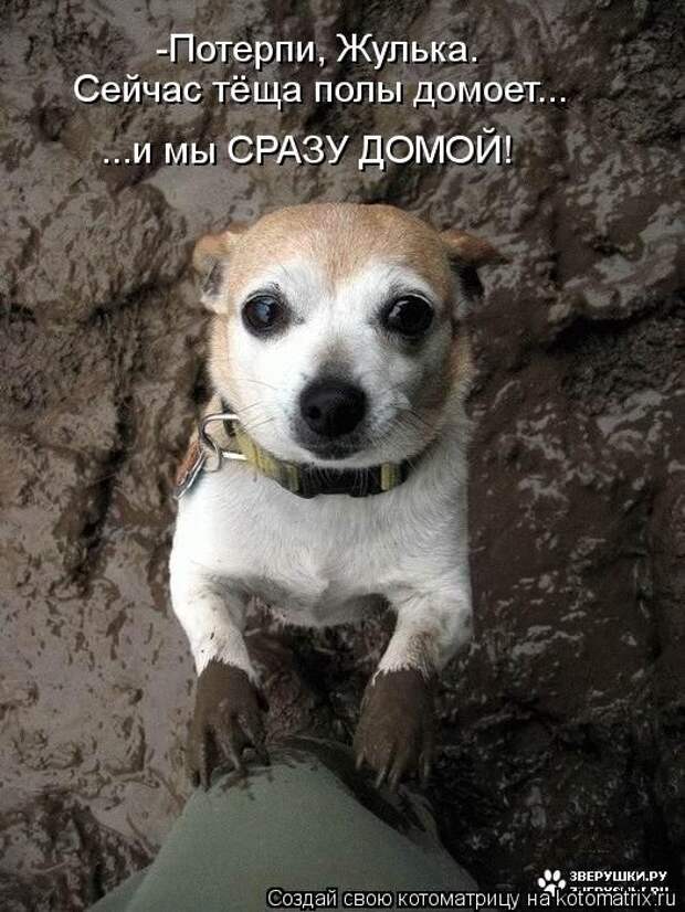 Котоматрицы(картинки с надписями)