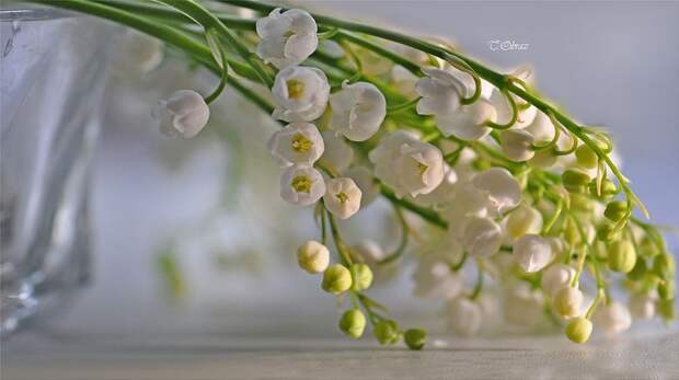 НЕЖНЕЕ НЕЖНОГО ... ФОТОГРАФ ТАТЬЯНА ОБРАЗ НЕЖНЕЕ НЕЖНОГО ... ФОТОГРАФ ТАТЬЯНА ОБРАЗ