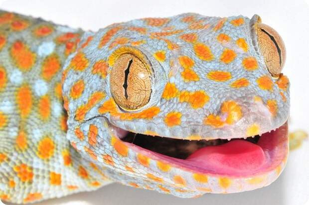 Геккон токи (Gekko gecko)