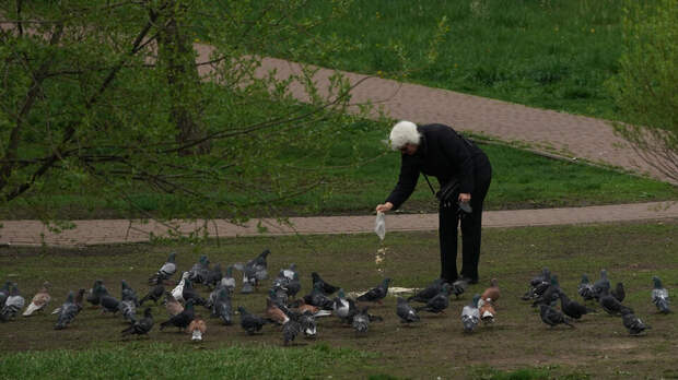 Россиян предупредили о штрафах за кормление голубей у дома