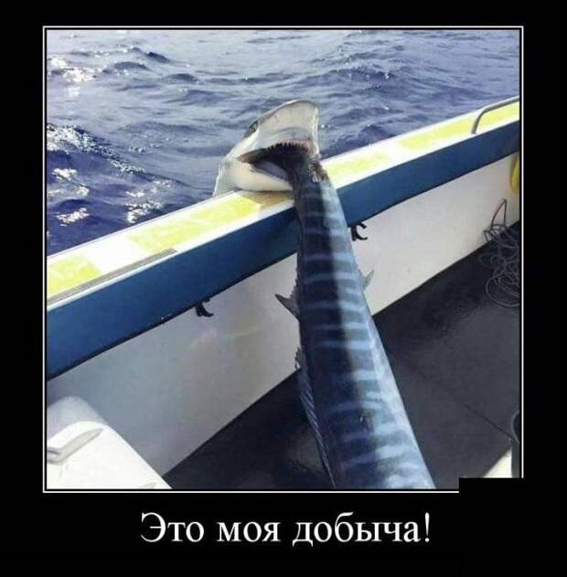 Демотиваторы (30 фото)