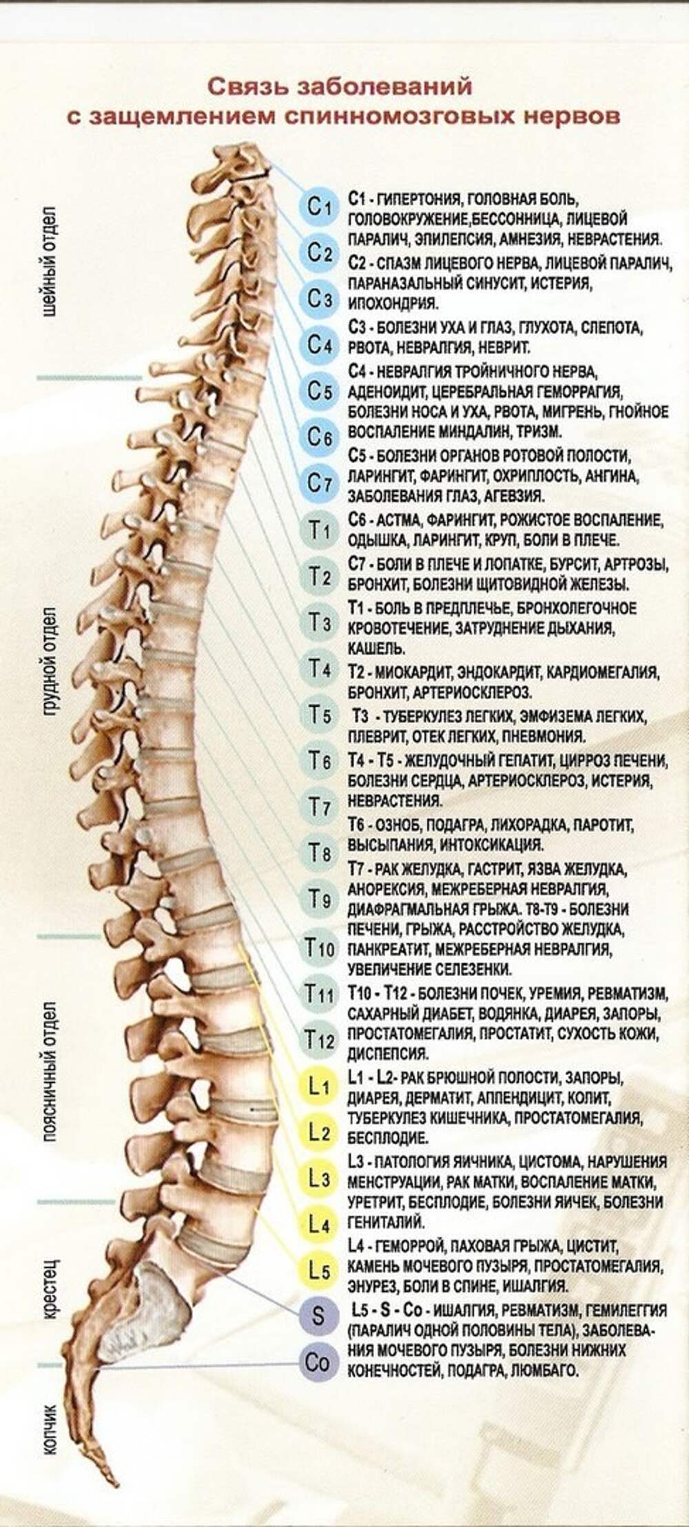 L1 l2 на схеме позвоночника. Что такое шейный отдел позвоночника в биологии. 2 позвонок позвоночник человека. Позвоночник человека с названием костей. Позвонки т1 и т2.