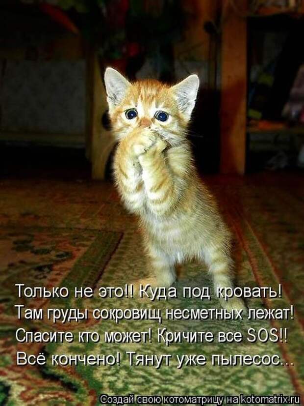 Котоматрицы (картинки с надписями)
