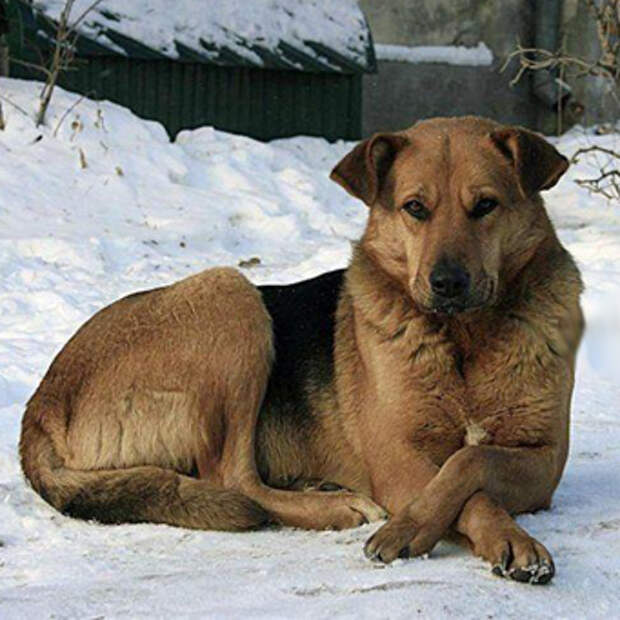 лечение расстройства желудка у собак