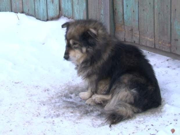 В Иркутске волонтеры спасли собаку, которую бросили при переезде на морозе