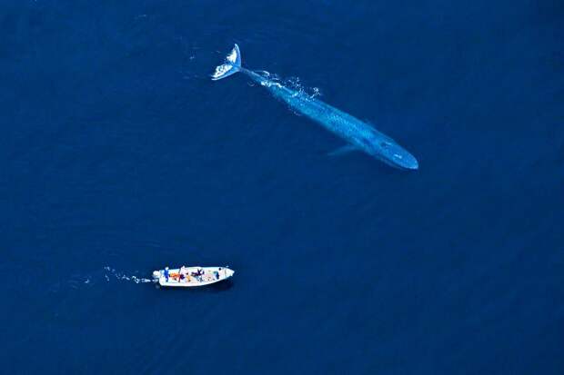 Синий кит - самое большое животное на Земле