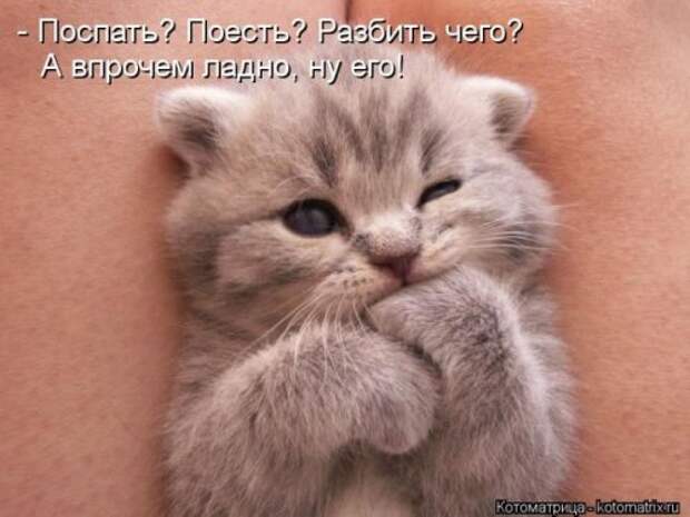 Лучшая котоматрица недели (26 шт)
