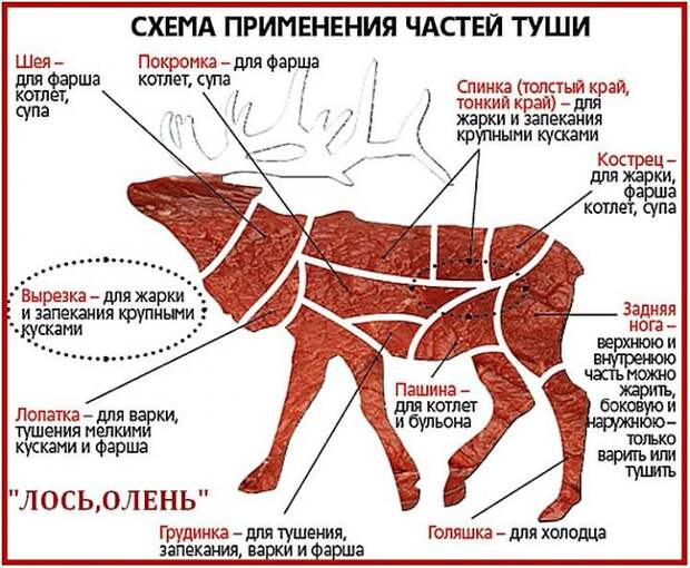 Толстые олени, бразильская сыроварня в Сибири и качество советской пшеницы