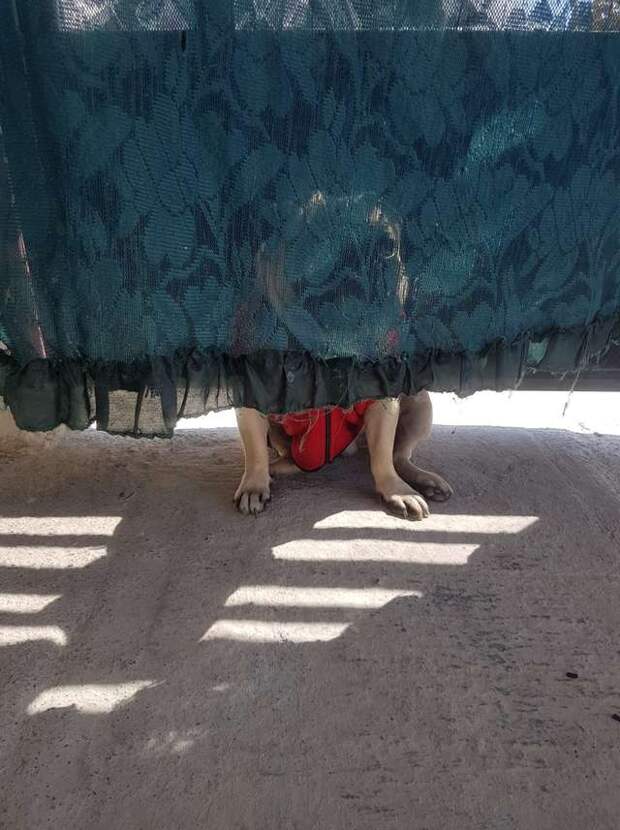 мопс прячется
