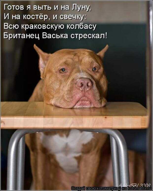 Лучшие котоматрицы недели (50 фото)