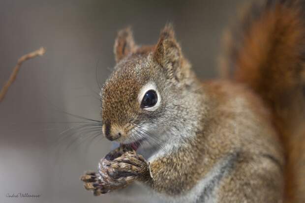 Фотография забавная жизнь белок Andre Villeneuve Фотография забавная жизнь белок Andre Villeneuve