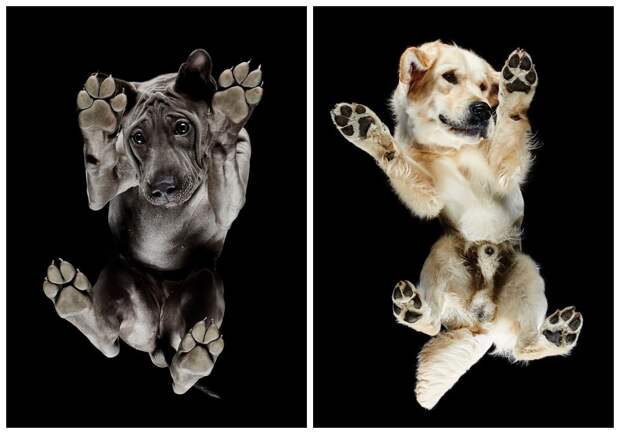Underdog — фотопроект Андриуса Бурбы показал собак с необычной стороны