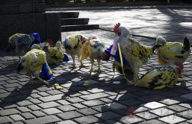 В Одессе раскрашенные петухи вышли на митинг против шествия УПА