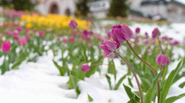 Синоптик Ильин спрогнозировал первые тёплые дни в Москве уже в выходные