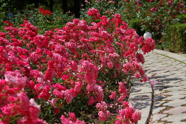 Роза садовая сорт Bella Rosa вдоль дорожки в центральном розарии Сада, фото автора