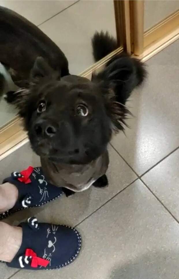 Посмотреть видео с чудесным преображением пса можно в нашем Инстаграм: https://www.instagram.com/p/CRgPNiXrTOd/