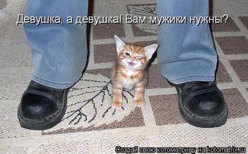 Пятничная котоматрица